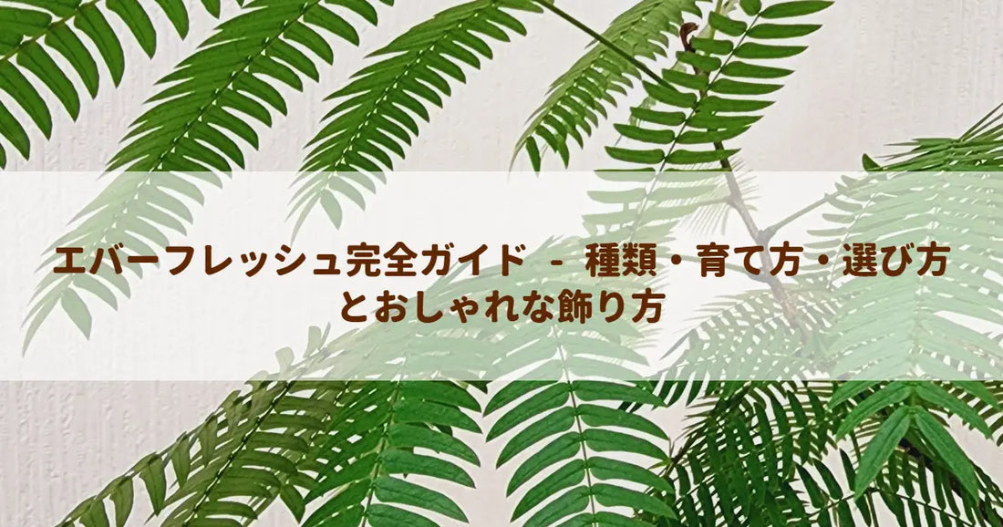 エバーフレッシュ完全ガイド - 種類・育て方・選び方とおしゃれな飾り方