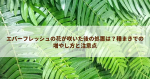 エバーフレッシュの花が咲いた後の処置は？種まきでの増やし方と注意点