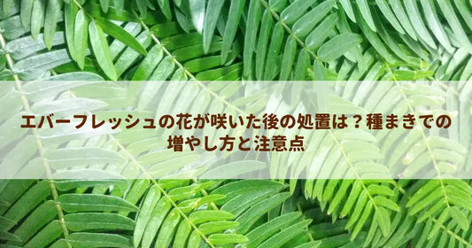 エバーフレッシュの花が咲いた後の処置は？種まきでの増やし方と注意点