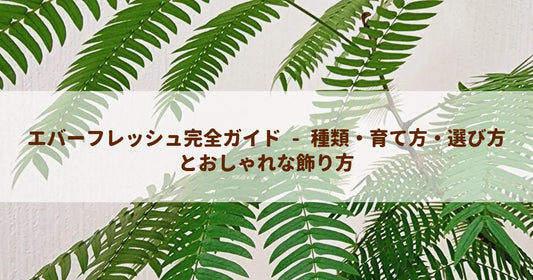 エバーフレッシュ完全ガイド - 種類・育て方・選び方とおしゃれな飾り方