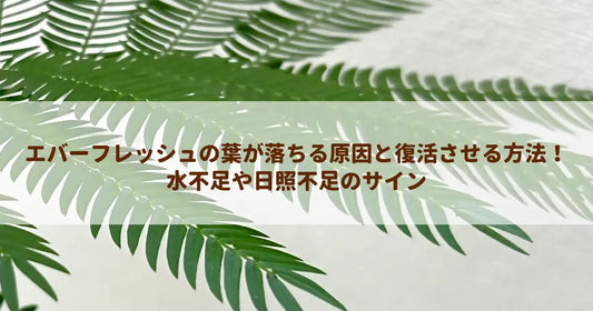 エバーフレッシュの葉が落ちる原因と復活させる方法！水不足や日照不足のサイン