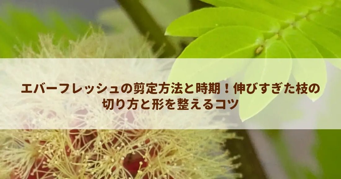 エバーフレッシュの剪定方法と時期！伸びすぎた枝の切り方と形を整えるコツ