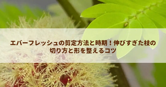 エバーフレッシュの剪定方法と時期！伸びすぎた枝の切り方と形を整えるコツ