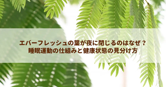 エバーフレッシュの葉が夜に閉じるのはなぜ？睡眠運動の仕組みと健康状態の見分け方
