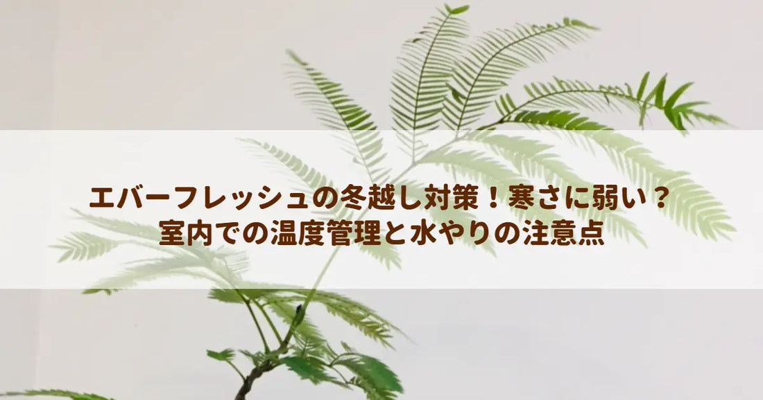 エバーフレッシュの冬越し対策！寒さに弱い？室内での温度管理と水やりの注意点