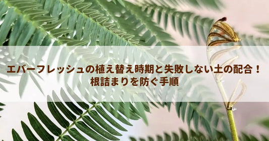 エバーフレッシュの植え替え時期と失敗しない土の配合！根詰まりを防ぐ手順