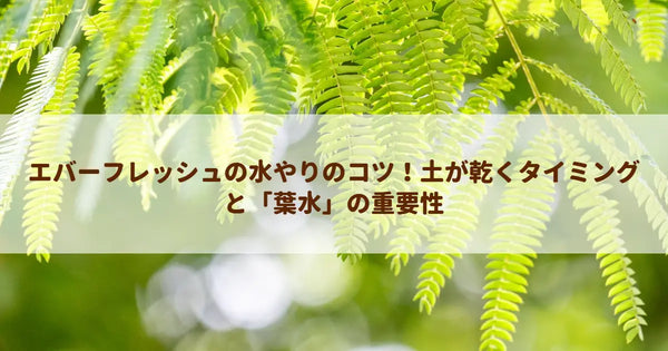 エバーフレッシュの水やりのコツ！土が乾くタイミングと「葉水」の重要性