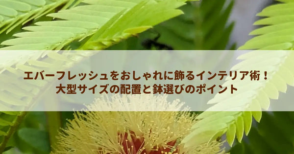 エバーフレッシュをおしゃれに飾るインテリア術！大型サイズの配置と鉢選びのポイント