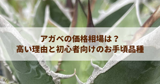 アガベの価格相場は？高い理由と初心者向けのお手頃品種