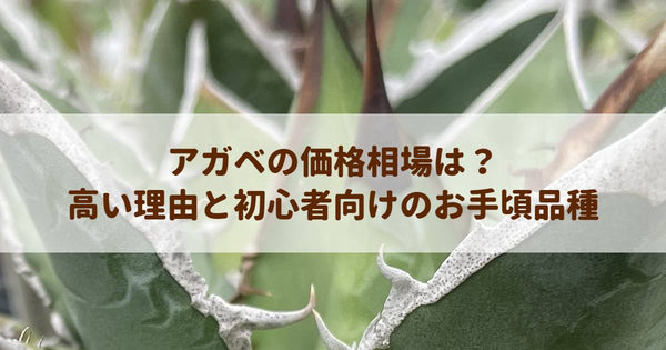アガベの価格相場は？高い理由と初心者向けのお手頃品種