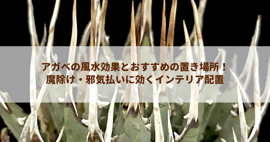 アガベの風水効果とおすすめの置き場所！魔除け・邪気払いに効くインテリア配置