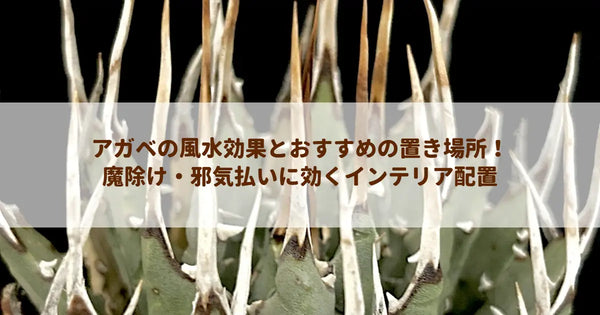 アガベの風水効果とおすすめの置き場所！魔除け・邪気払いに効くインテリア配置