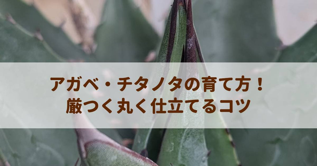 アガベ・チタノタの育て方！厳つく丸く仕立てるコツを解説