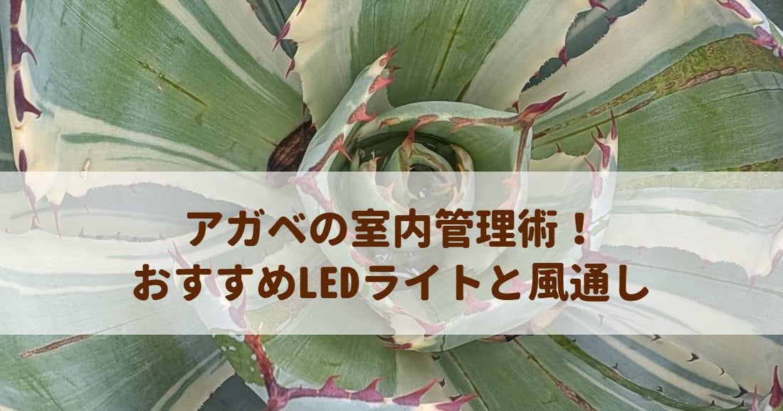 アガベの室内管理術！おすすめLEDライトと風通し