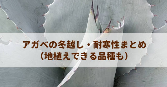 アガベの冬越し・耐寒性ガイド｜地植え可能な品種や屋外管理の秘訣をプロが解説