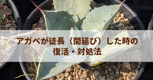 アガベが徒長（間延び）した時の復活・対処法｜プロが教える美しい姿を取り戻すステップ