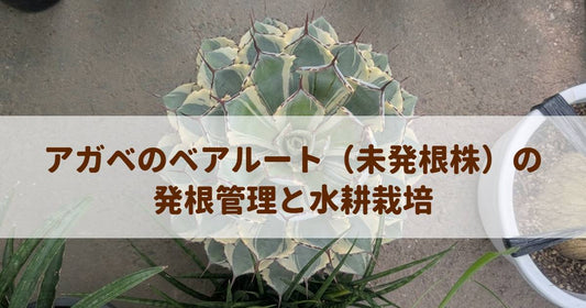 アガベのベアルート（未発根株）を確実に根付かせる！水耕栽培での発根管理ガイド