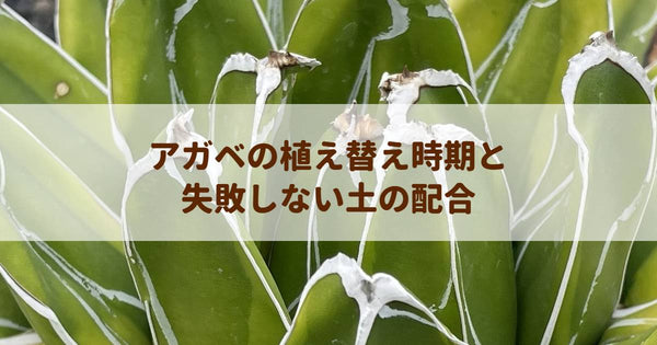 アガベの植え替え時期と失敗しない土の配合｜プロが教える健やかな育て方