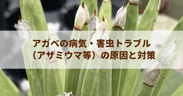 アガベの病気・害虫トラブル（アザミウマ等）の原因と対策｜大切な一株を守るプロの知恵
