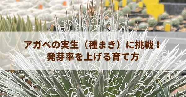 アガベの実生（種まき）に挑戦！発芽率を上げる育て方のコツ