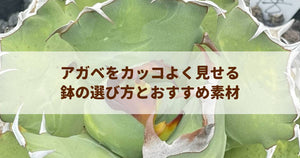 アガベをカッコよく見せる鉢の選び方とおすすめ素材｜プロが教える仕立ての極意
