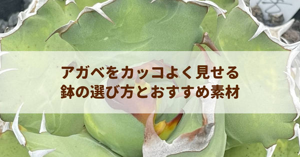 アガベをカッコよく見せる鉢の選び方とおすすめ素材｜プロが教える仕立ての極意