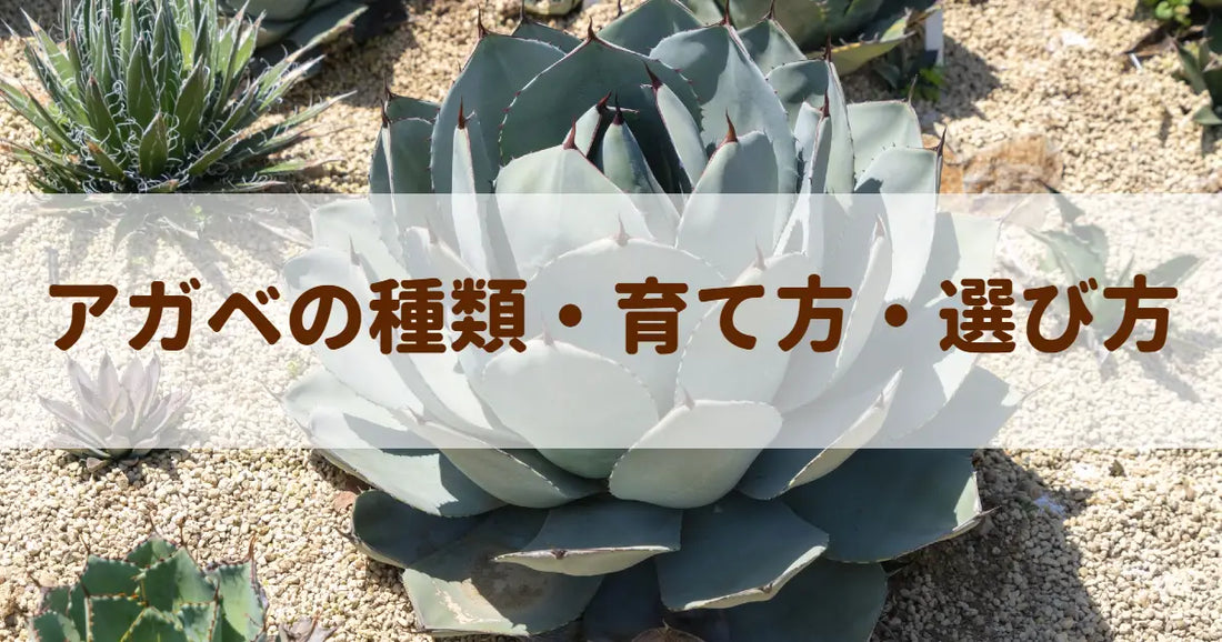 アガベの種類・育て方・選び方