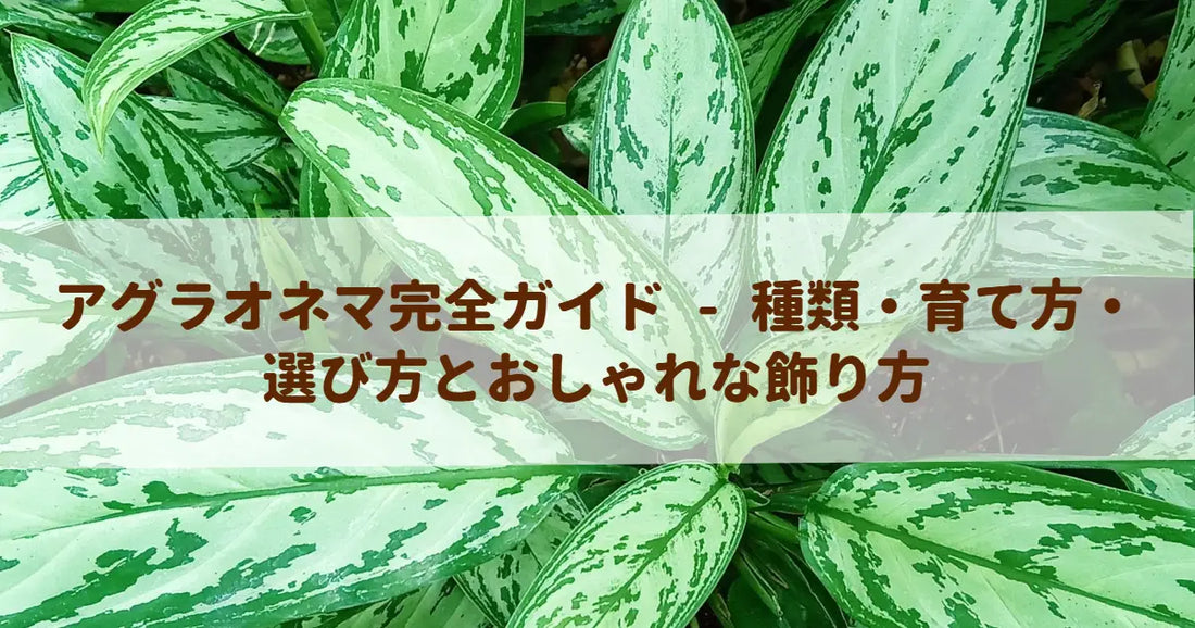 アグラオネマ完全ガイド - 種類・育て方・選び方とおしゃれな飾り方