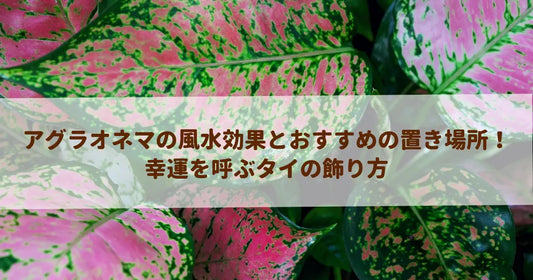アグラオネマの風水効果とおすすめの置き場所！幸運を呼ぶタイの飾り方
