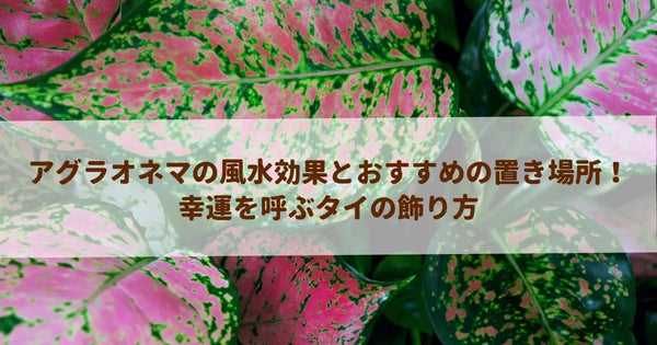 アグラオネマの風水効果とおすすめの置き場所！幸運を呼ぶタイの飾り方