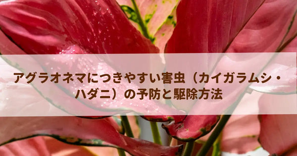 アグラオネマにつきやすい害虫（カイガラムシ・ハダニ）の予防と駆除方法
