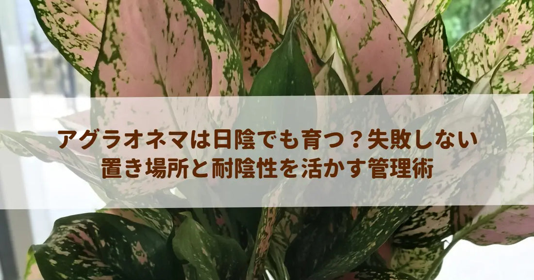 アグラオネマは日陰でも育つ？失敗しない置き場所と耐陰性を活かす管理術