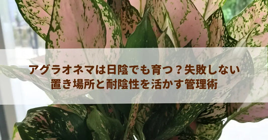 アグラオネマは日陰でも育つ？失敗しない置き場所と耐陰性を活かす管理術
