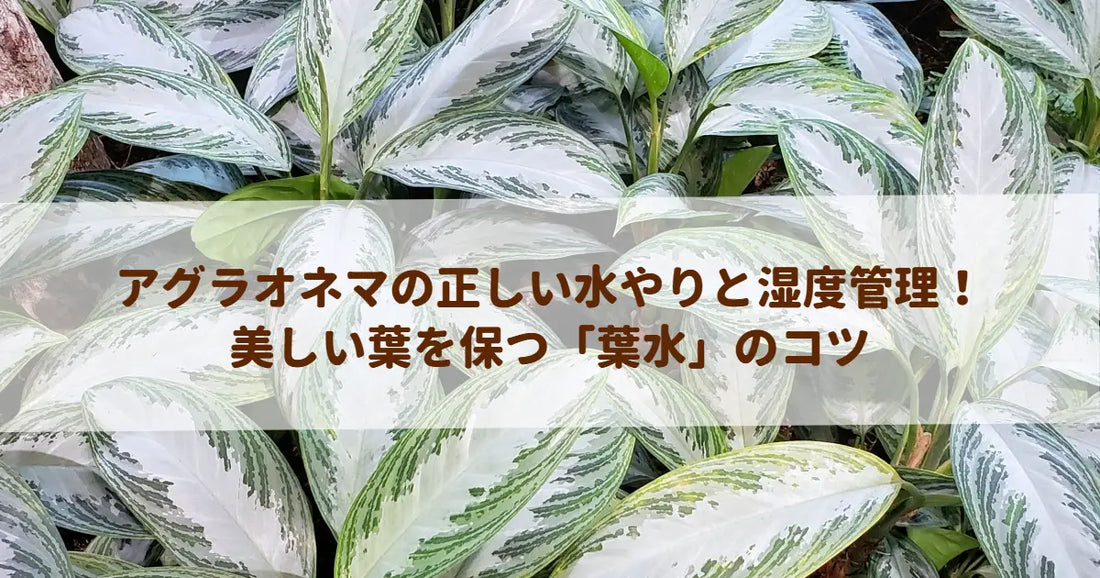 アグラオネマの正しい水やりと湿度管理！美しい葉を保つ「葉水」のコツ