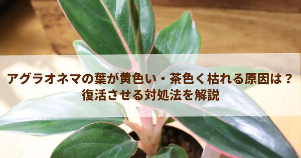 アグラオネマの葉が黄色い・茶色く枯れる原因は？復活させる対処法を解説