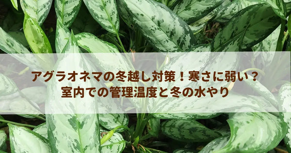 アグラオネマの冬越し対策！寒さに弱い？室内での管理温度と冬の水やり