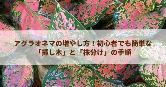 アグラオネマの増やし方！初心者でも簡単な「挿し木」と「株分け」の手順