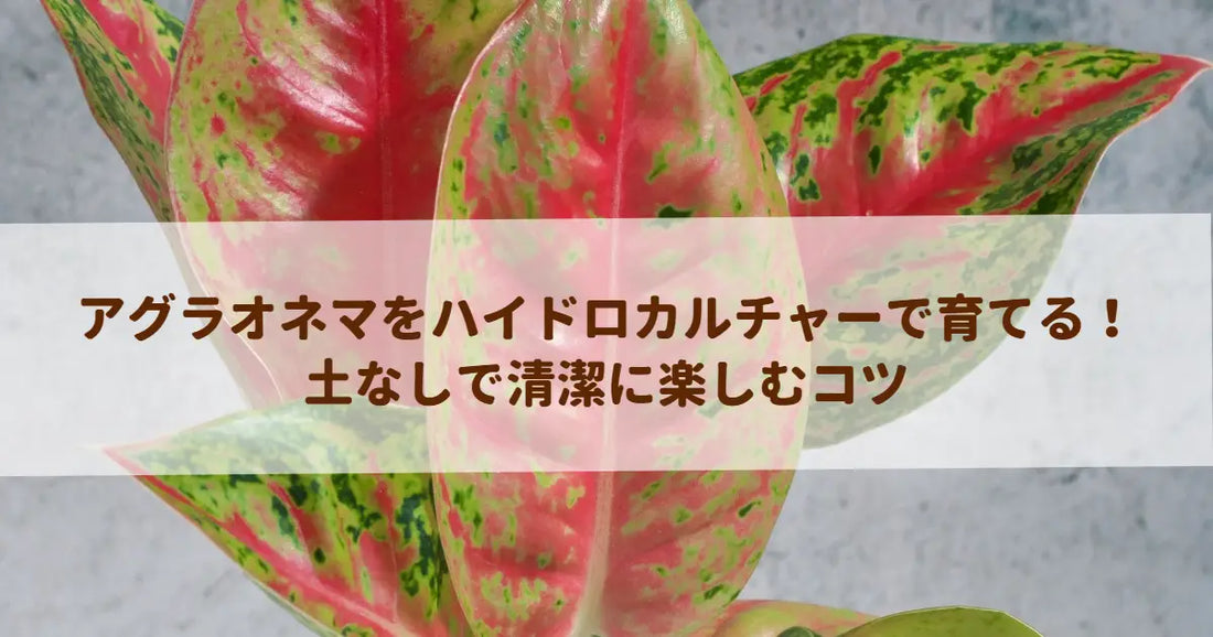 アグラオネマをハイドロカルチャーで育てる！土なしで清潔に楽しむコツ