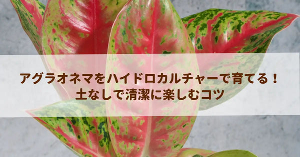 アグラオネマをハイドロカルチャーで育てる！土なしで清潔に楽しむコツ