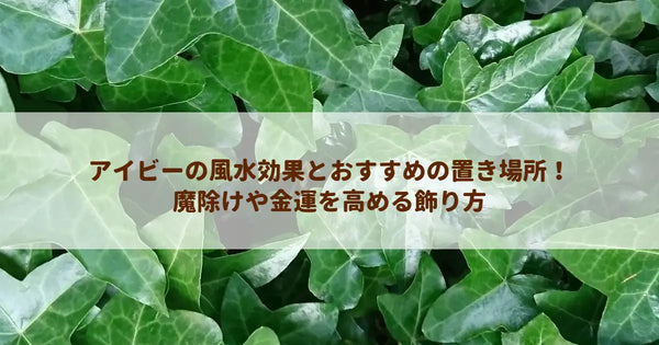 アイビーの風水効果とおすすめの置き場所！魔除けや金運を高める飾り方