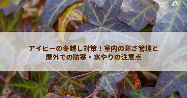 アイビーの冬越し対策！室内の寒さ管理と屋外での防寒・水やりの注意点