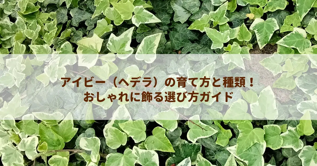 アイビー（ヘデラ）の育て方と種類！おしゃれに飾る選び方ガイド