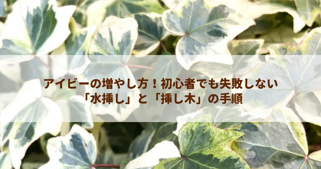 アイビーの増やし方！初心者でも失敗しない「水挿し」と「挿し木」の手順