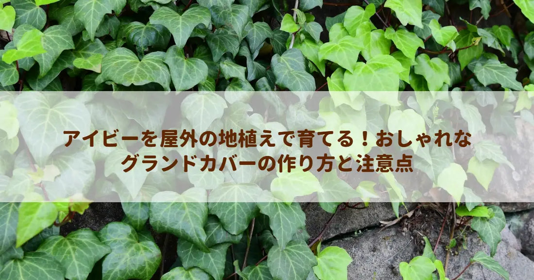 アイビーを屋外の地植えで育てる！おしゃれなグランドカバーの作り方と注意点