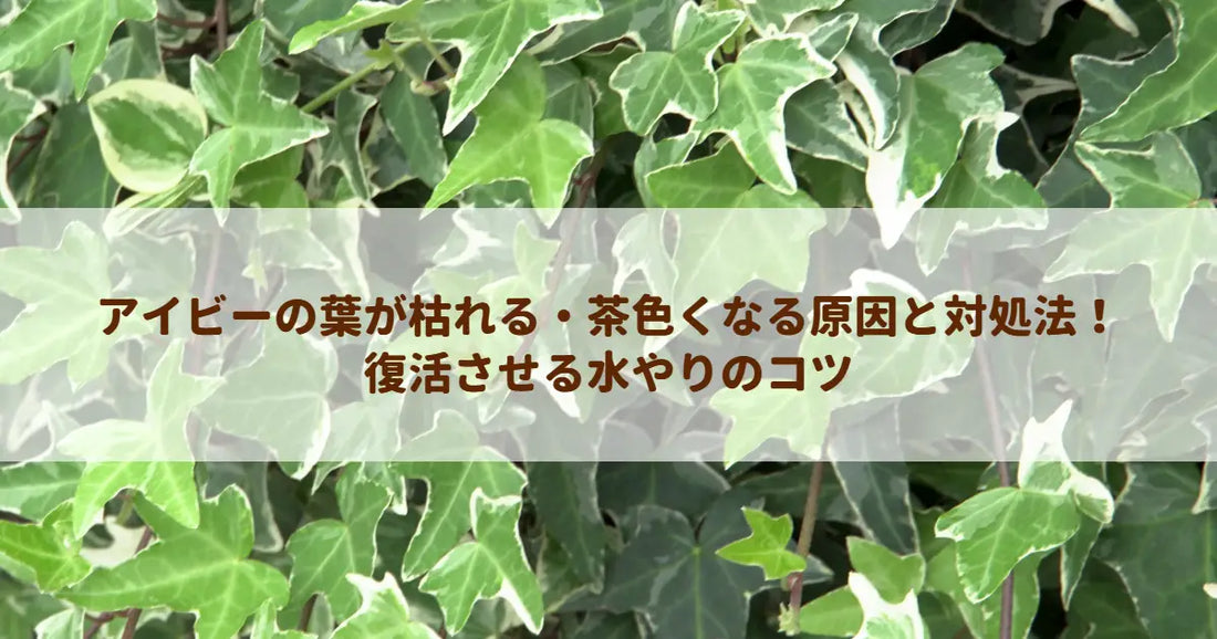 アイビーの葉が枯れる・茶色くなる原因と対処法！復活させる水やりのコツ