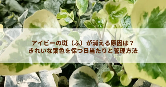 アイビーの斑（ふ）が消える原因は？きれいな葉色を保つ日当たりと管理方法