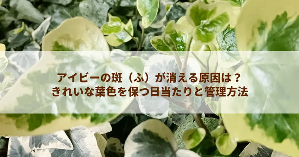 アイビーの斑（ふ）が消える原因は？きれいな葉色を保つ日当たりと管理方法