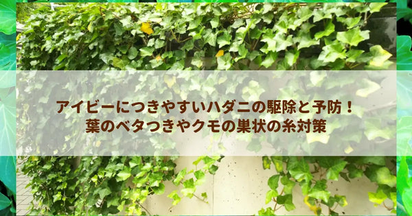 アイビーにつきやすいハダニの駆除と予防！葉のベタつきやクモの巣状の糸対策