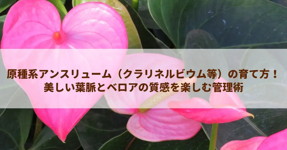 原種系アンスリューム（クラリネルビウム等）の育て方！美しい葉脈とベロアの質感を楽しむ管理術