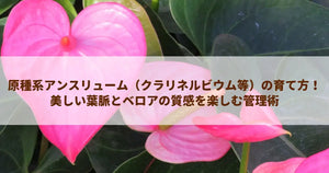 原種系アンスリューム（クラリネルビウム等）の育て方！美しい葉脈とベロアの質感を楽しむ管理術